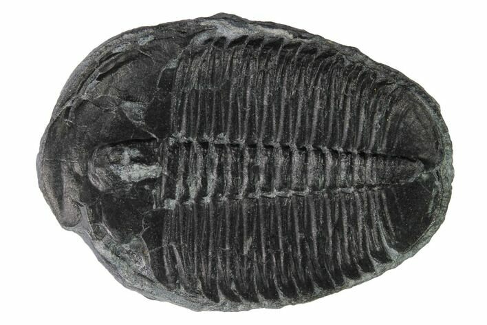 Elrathia Trilobite Fossil - Utah #169516